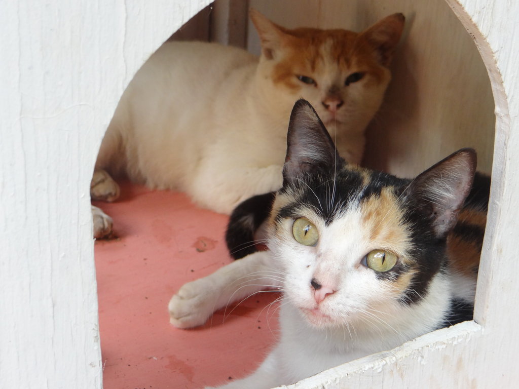 Build a Roof for 150 Animals in Cartagena Colombia