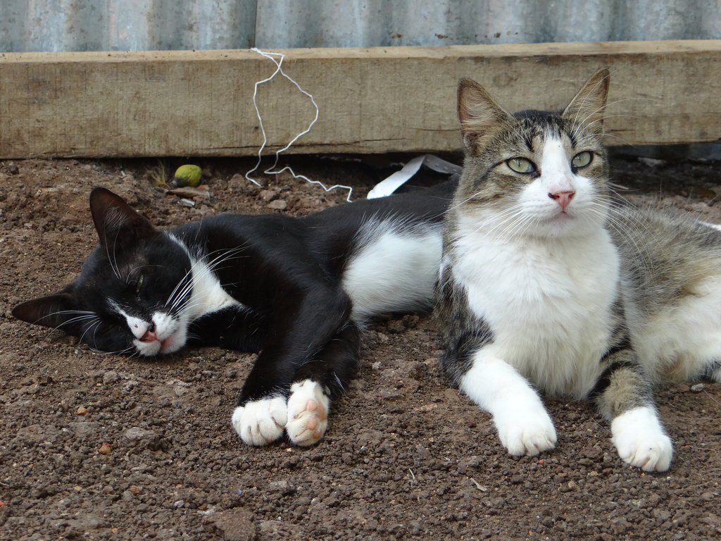 Build a Roof for 150 Animals in Cartagena Colombia