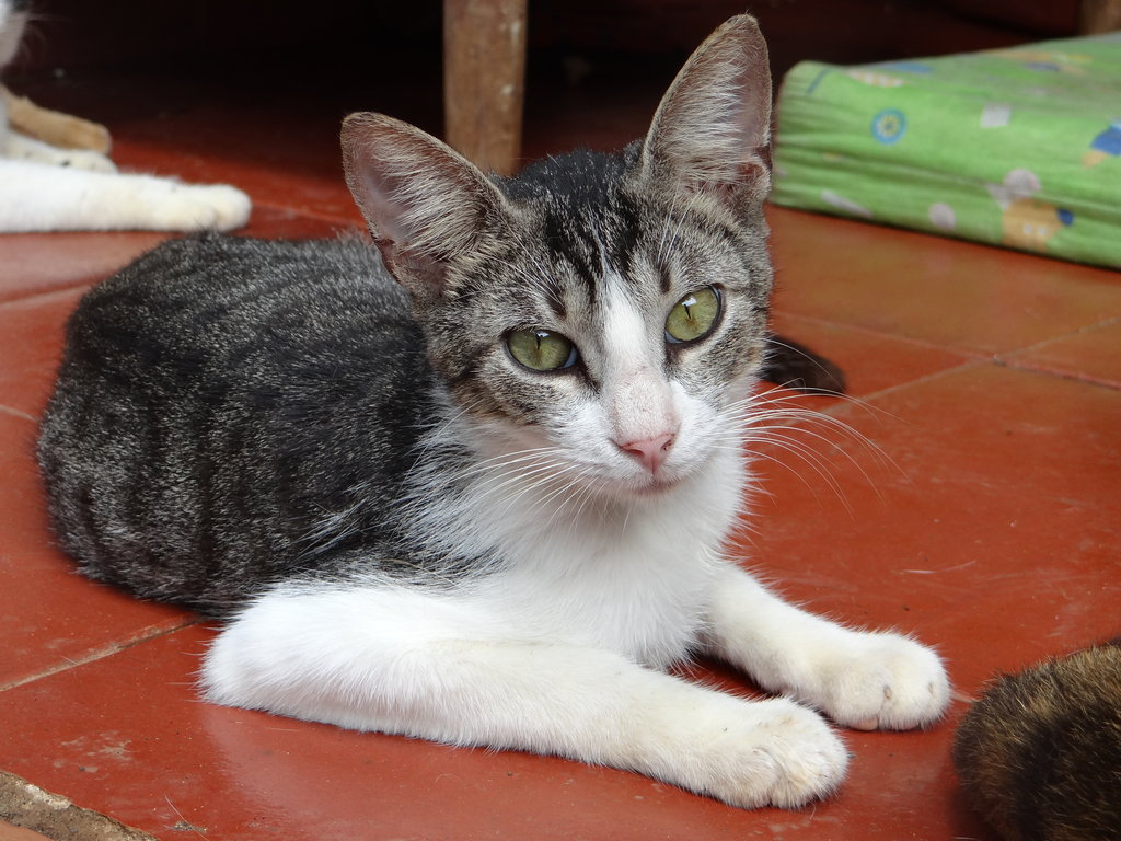 Build a Roof for 150 Animals in Cartagena Colombia