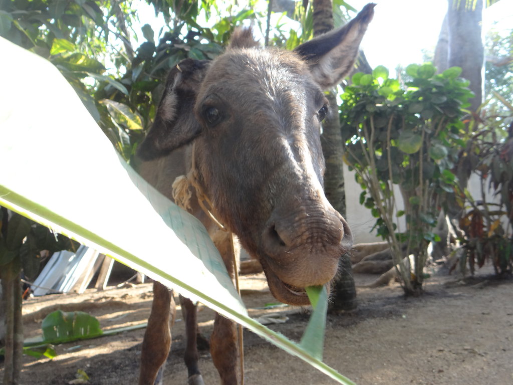Build a Roof for 150 Animals in Cartagena Colombia - GlobalGiving
