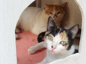 Sol & Cali