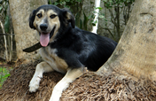 Build a Roof for 150 Animals in Cartagena Colombia