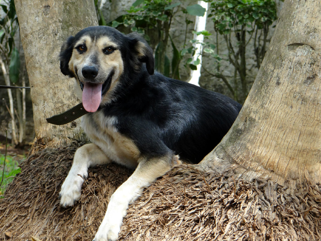 Build a Roof for 150 Animals in Cartagena Colombia