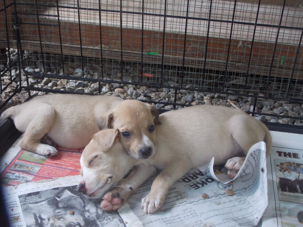 Protect dogs from malnutrition and disease in Fiji