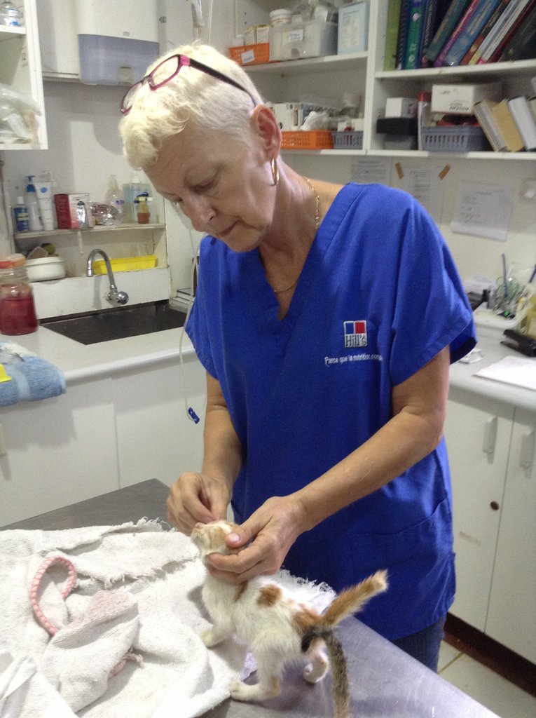 Protect dogs from malnutrition and disease in Fiji