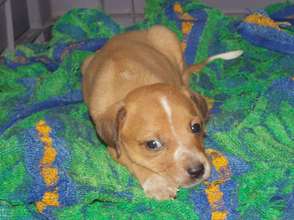 Protect dogs from malnutrition and disease in Fiji