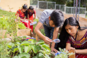 Learning about different fruits and vegetables