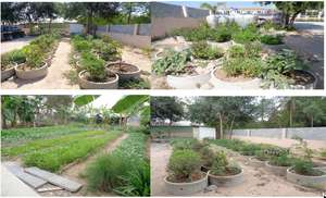 Pictures of successful youth agricultural project