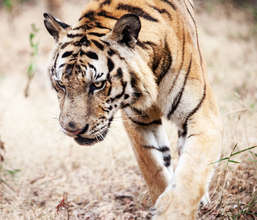 Tiger habitat is shrinking at an alarming rate.