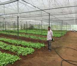 Seedlings in Shade net