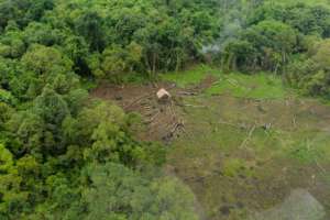 Illegal logging resulting in forest fragmentation
