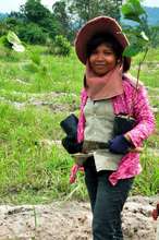 99 species of native trees have been catalogued