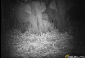 A rare site of babies and adult elephants