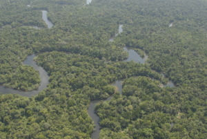 Healthy river and forest ecosystem