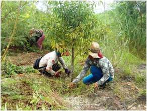 Sao has helped the project plant 733,000 trees