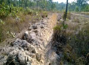 Topsoil erosion prevents the growth of trees.