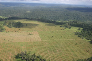 One of the reforestation sites.