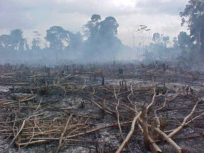 Forest Destruction