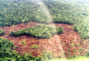 Aerial View of Forest Destruction