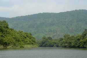 Southern Cardamom Forest