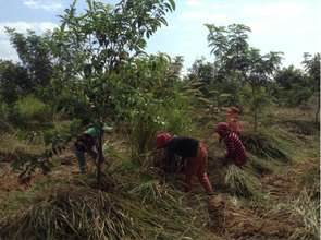 Maintaining Reforested Land