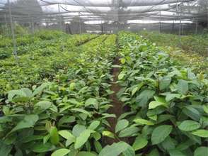 Saplings moved from the nursery to shade nets