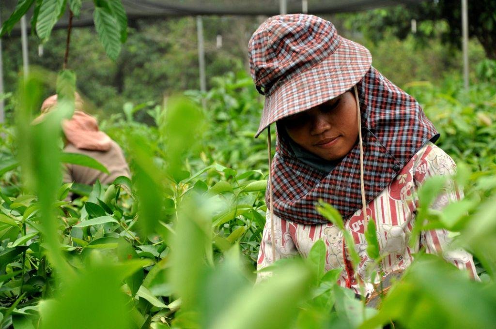 Plant a Rainforest in Southeast Asia