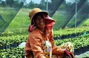 Plant a Rainforest in Southeast Asia