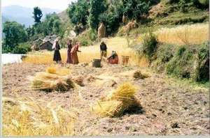 Women Harvesting