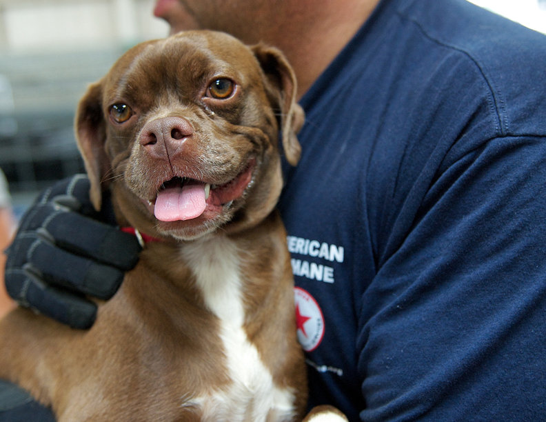 Aid for animal victims of the Oklahoma tornadoes