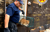 Aid for animal victims of the Oklahoma tornadoes