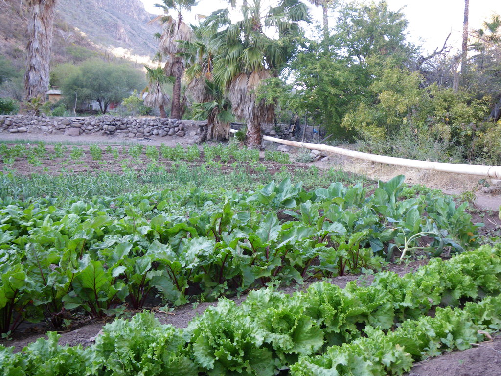 Food Security & Drought Preparedness- Baja Mexico