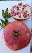 Red Pomegranate