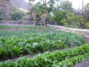 Greens in Mission Orchard