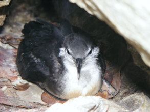 Audubon's Shearwater nesting (K. Lowrie)