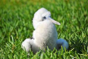 Brown Booby chick waits for parents to bring food.