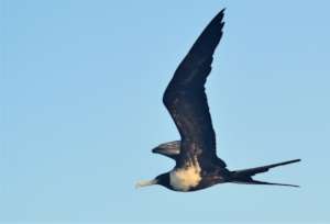 Magnificent Frigatebirds are graceful in flight.