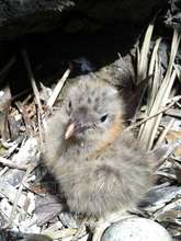 This gull chick has been marked as counted.
