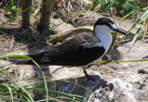 A Sooty Tern adult near its nest. By K Lowrie