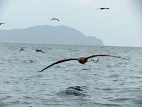 Hundreds of boobies surrounded the boat