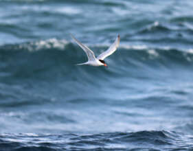 Roseate Tern foraging. Photo: Kendon James