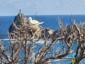 Red-footed Booby with chick (Juliana Coffey)