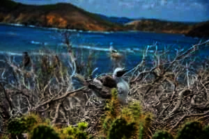 Juvenile Red-footed Booby. Credit Nick Spencer.