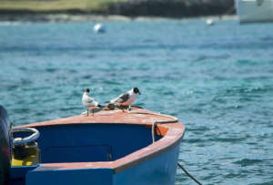 Laughing Gulls are back for the nesting season.