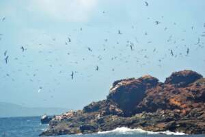 Thousands of seabirds nesting. By J. Coffey