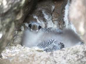Tropicbird chick waits for parents to bring food.