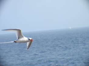 A Red-billed Tropicbird seen after Hurricane Beryl
