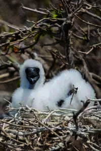 Red-footed Booby chick. Photo credit Nick Spencer.
