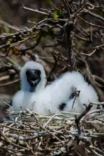 Red-footed Booby chick. Photo credit Nick Spencer.
