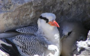 Red-billed Tropicbird with chick